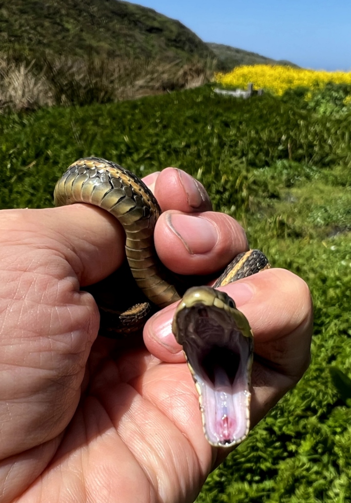 Aquatic Intergrade Garter Snake